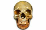 Realistic Columnar Stromatolite Skull #382155-1